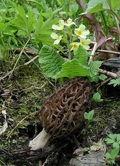 smrčok kužeľovitý Morchella conica   Pers.