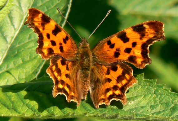 babôčka zubatokrídla Polygonia c-album