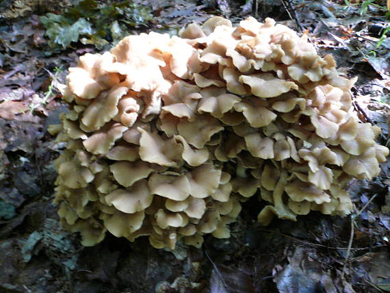 trúdnik klobúčkatý Polyporus umbellatus (Pers.) Fr.