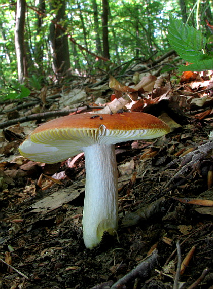 plávka zlatožltá Russula aurea Pers.