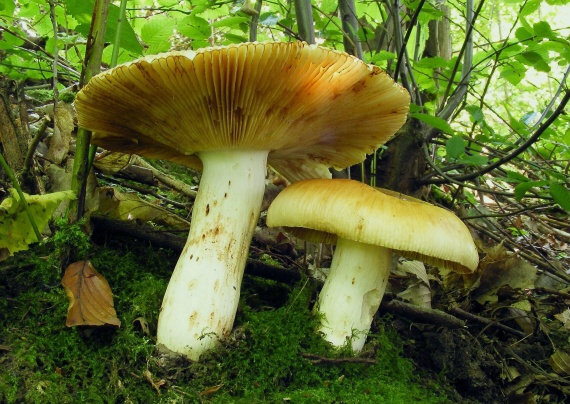 plávka smradľavá Russula foetens Pers.