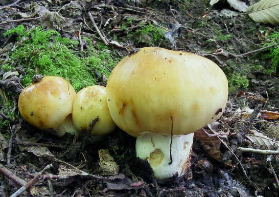 plávka smradľavá Russula foetens Pers.