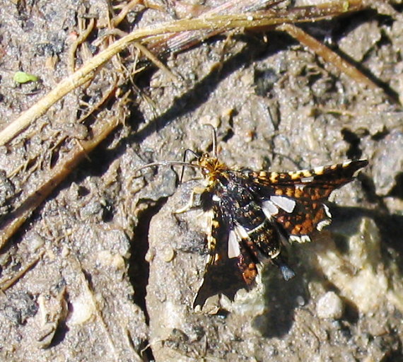 okienkovec plamienkový Thyris fenestrella