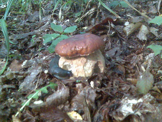 hríb dubový boletus reticulatus Schaeff.