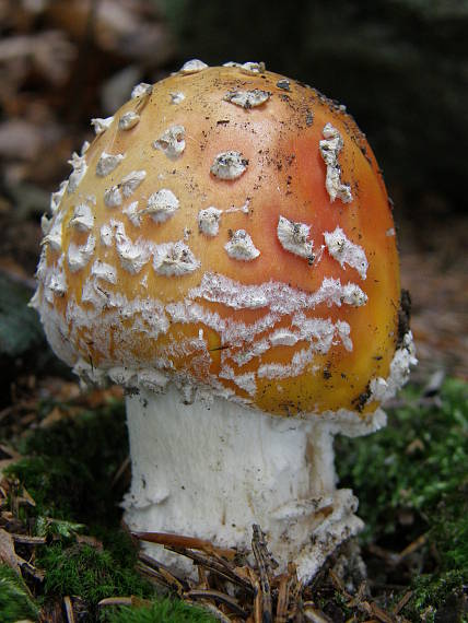 muchotrávka červená Amanita muscaria (L.) Lam.