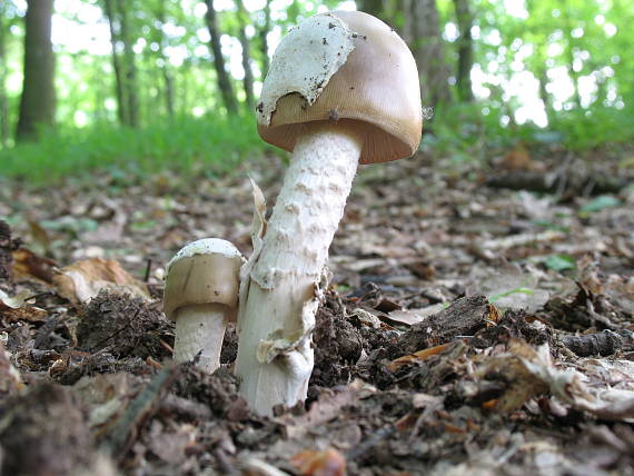 muchotrávka Amanita sp.