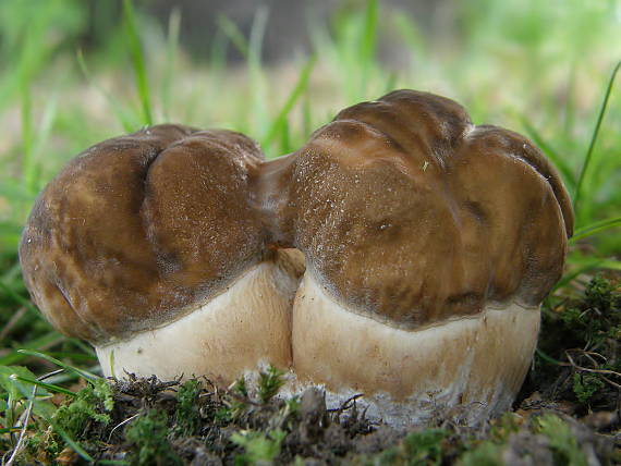 hríb bronzový Boletus aereus Bull. ex Fr.