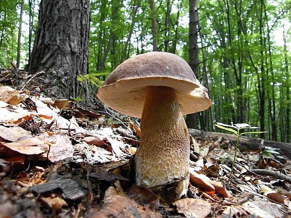 hríb dubový Boletus reticulatus Schaeff.