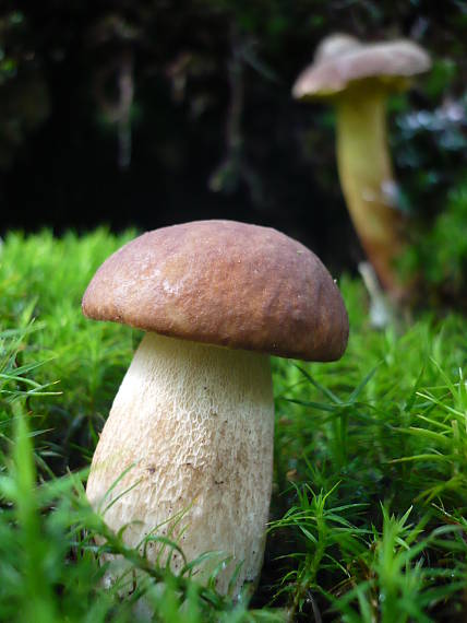 hríb dubový  Boletus reticulatus Schaeff.