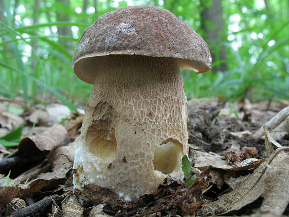 hríb dubový Boletus reticulatus Schaeff.