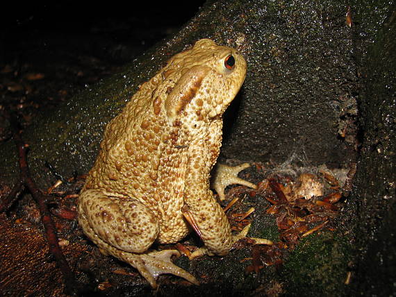 ropucha bradavičnatá Bufo bufo