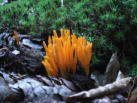 parôžkovec lepkavý  Calocera viscosa (Pers.) Fr.