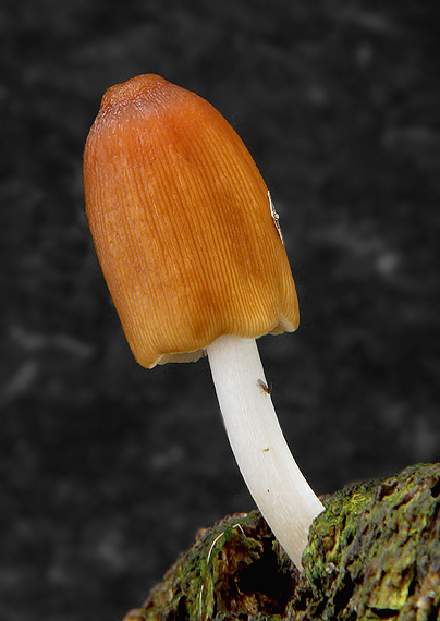 hnojník Coprinus sp.