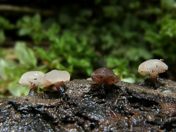 vodnička obyčajná Cudoniella clavus (Alb. & Schwein.) Dennis