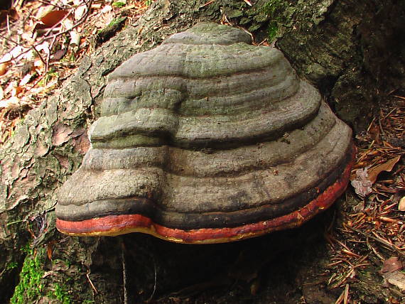 práchnovček pásikavý  Fomitopsis pinicola (Sw.) P. Karst.