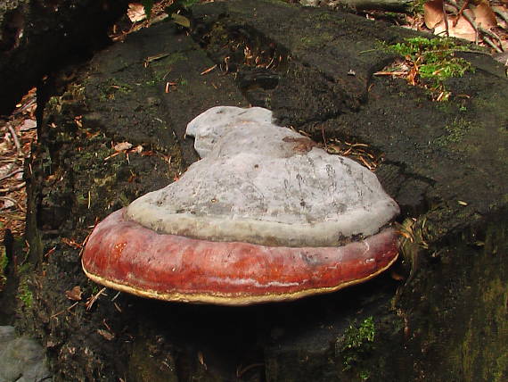 práchnovček pásikavý  Fomitopsis pinicola (Sw.) P. Karst.