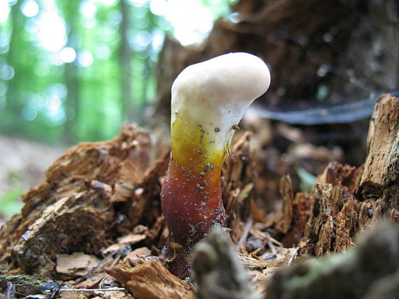 lesklokôrovka obyčajná Ganoderma lucidum (Curtis) P. Karst.