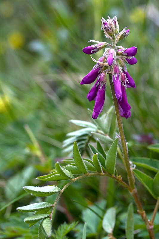 sekernica tmavá Hedysarum hedysaroides (L.) Schinz et Thell