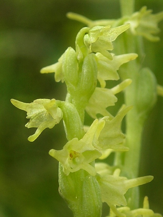 trčuľa jednohľuzá Herminium monorchis (L.) R. Br.