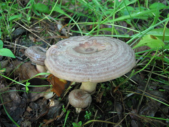 rýdzik sivozelený Lactarius blennius (Fr.) Fr.