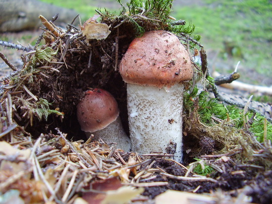 kozák smrekový Leccinum piceinum Pilát & Dermek