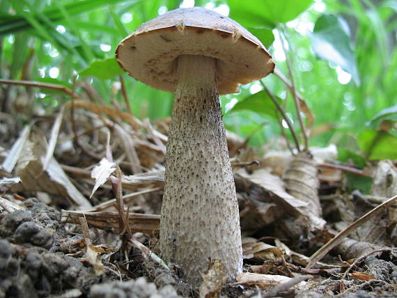 kozák hrabový Leccinum pseudoscabrum (Kallenb.) Šutara