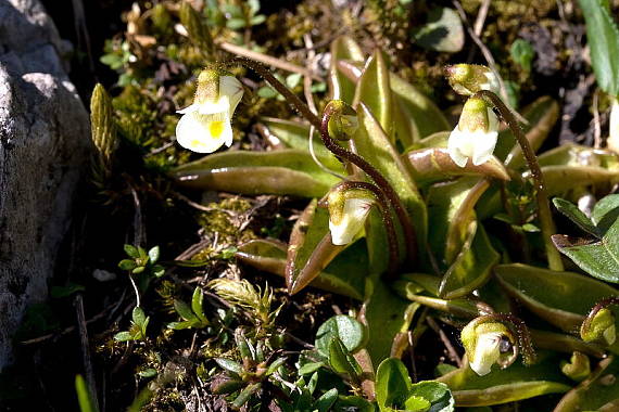 tučnica alpínska Pinguicula alpina L.