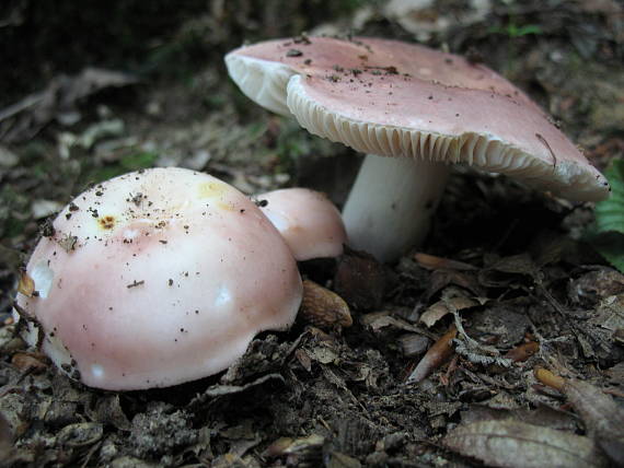 plávka mandľová Russula vesca Fr.