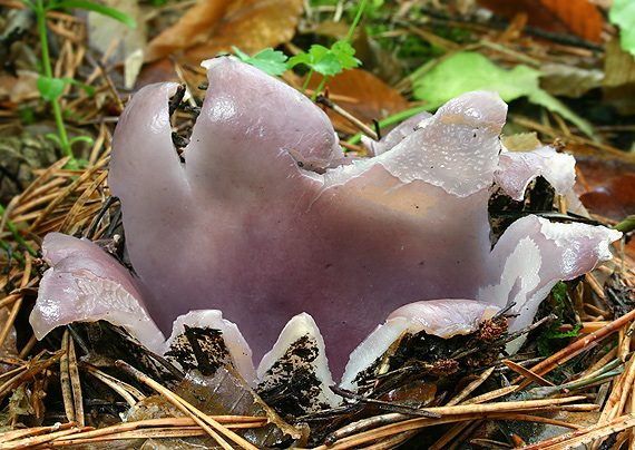 tulipánovka fialová Sarcosphaera coronaria (Jacq.) J. Schröt.