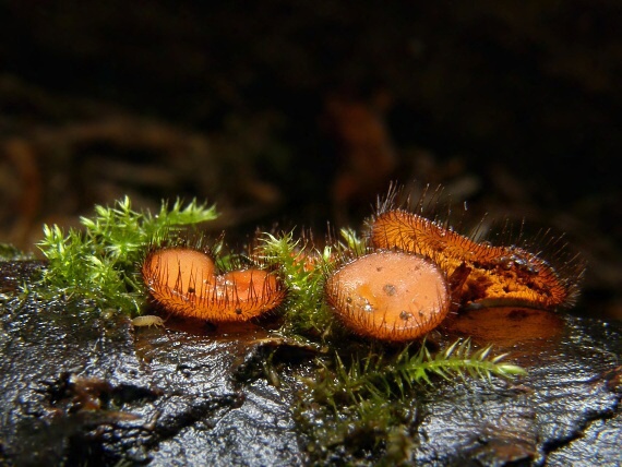 štítovnička Scutellinia sp.