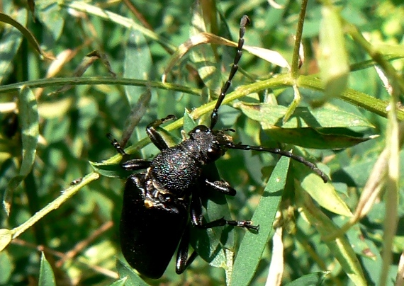 fuzáč (žltoštítový) - samica Stictoleptura scutellata