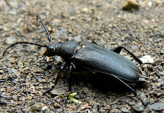 fuzáč (žltoštítový) - samica  Stictoleptura scutellata