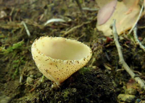 tarzeta zúbkatá Tarzetta cupularis (L.) Svrček