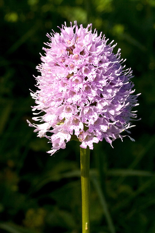 pavstavač hlavatý Traunsteinera globosa  (L.) Reichenb.