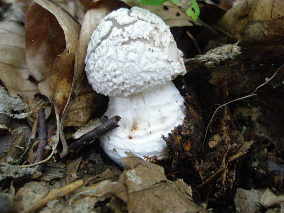 muchotrávka hrubá Amanita excelsa (Fr.) Bertill.