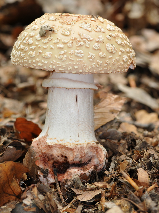 muchotrávka červenkastá Amanita rubescens Pers.