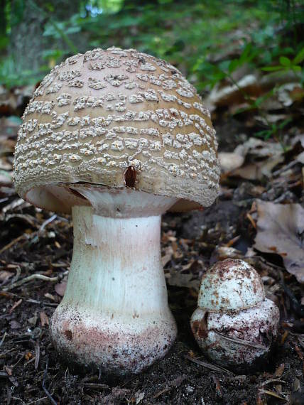 muchotrávka červenkastá  Amanita rubescens Pers.