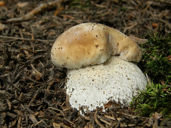 hríb smrekový Boletus edulis Bull.