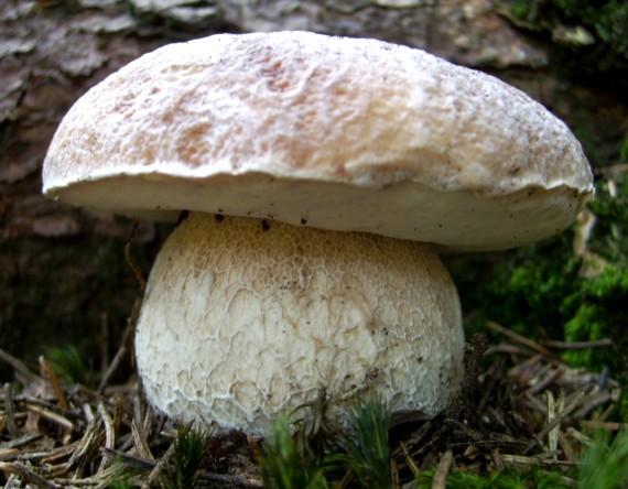 hríb smrekový Boletus edulis Bull.