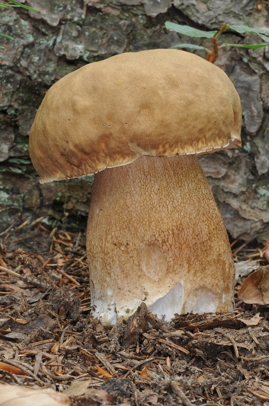 hríb dubový Boletus reticulatus Schaeff.