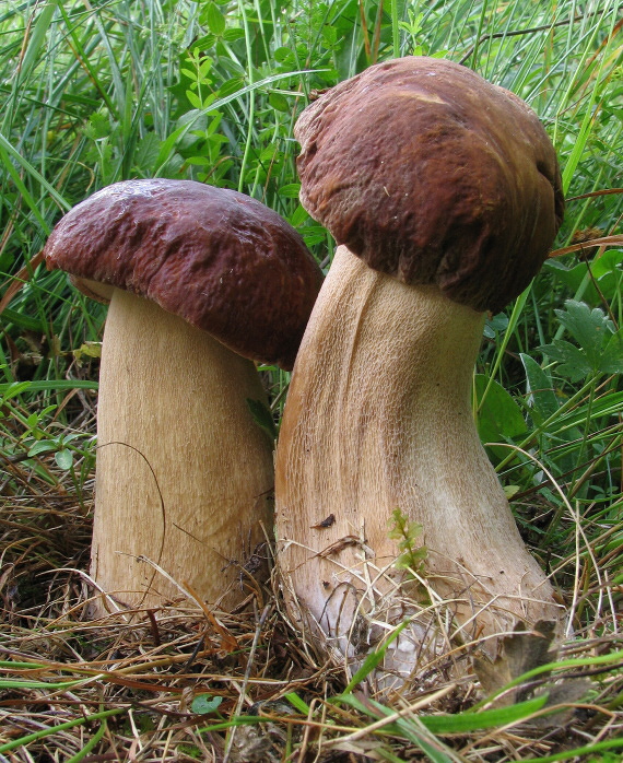 hríb dubový Boletus reticulatus Schaeff.