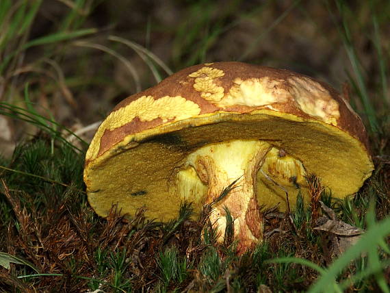 hríb príveskatý Butyriboletus appendiculatus (Schaeff. ex Fr.) Secr.