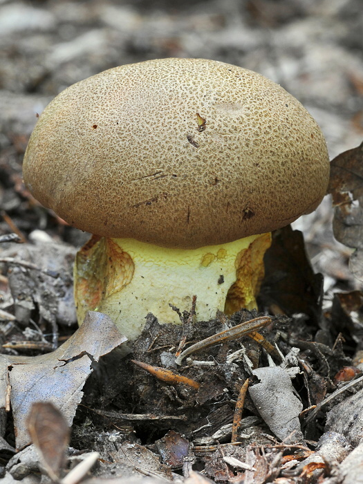 hríb príveskatý Butyriboletus appendiculatus (Schaeff. ex Fr.) Secr.