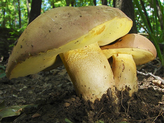 hríb príveskatý Butyriboletus appendiculatus (Schaeff. ex Fr.) Secr.