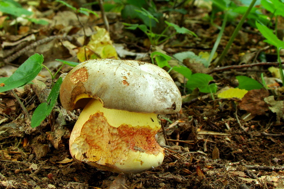 hríb striebristý Butyriboletus fechtneri (Velen.) D. Arora & J.L. Frank