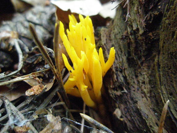 parôžkovec lepkavý Calocera viscosa (Pers.) Fr.