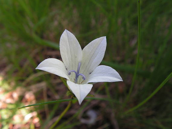 zvonček  konáristý Campanula patula ssp. epigeia