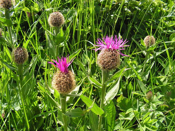 nevädza Centaurea uniflora