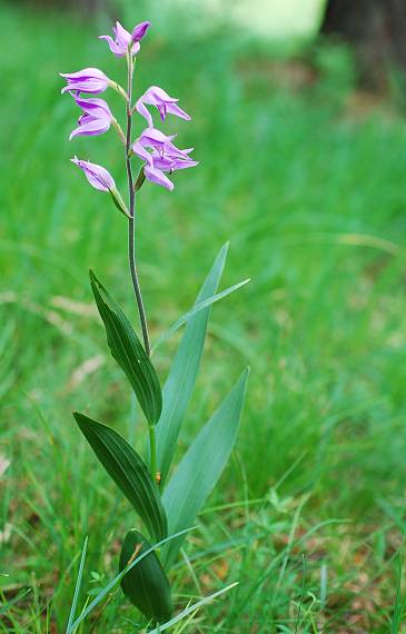 prilbovka červená Cephalanthera rubra (L.) Rich.