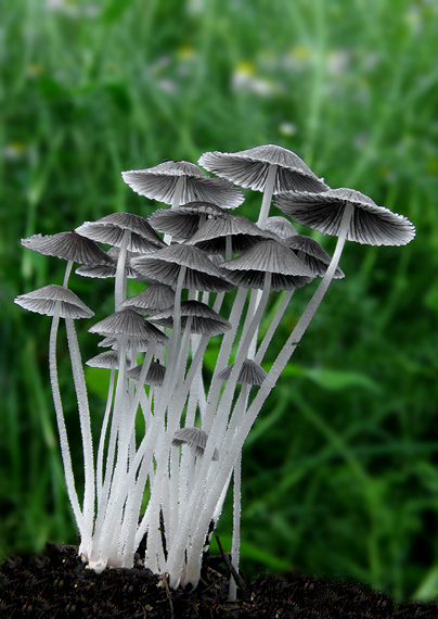 hnojník Coprinus sp.